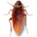 Cockroaches on Desktop() V1.1 GɫM(fi)