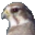 Falco Icon Studio(D(bio)ܛ) V8.3 ٷ